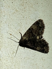 Metalectra richardsi