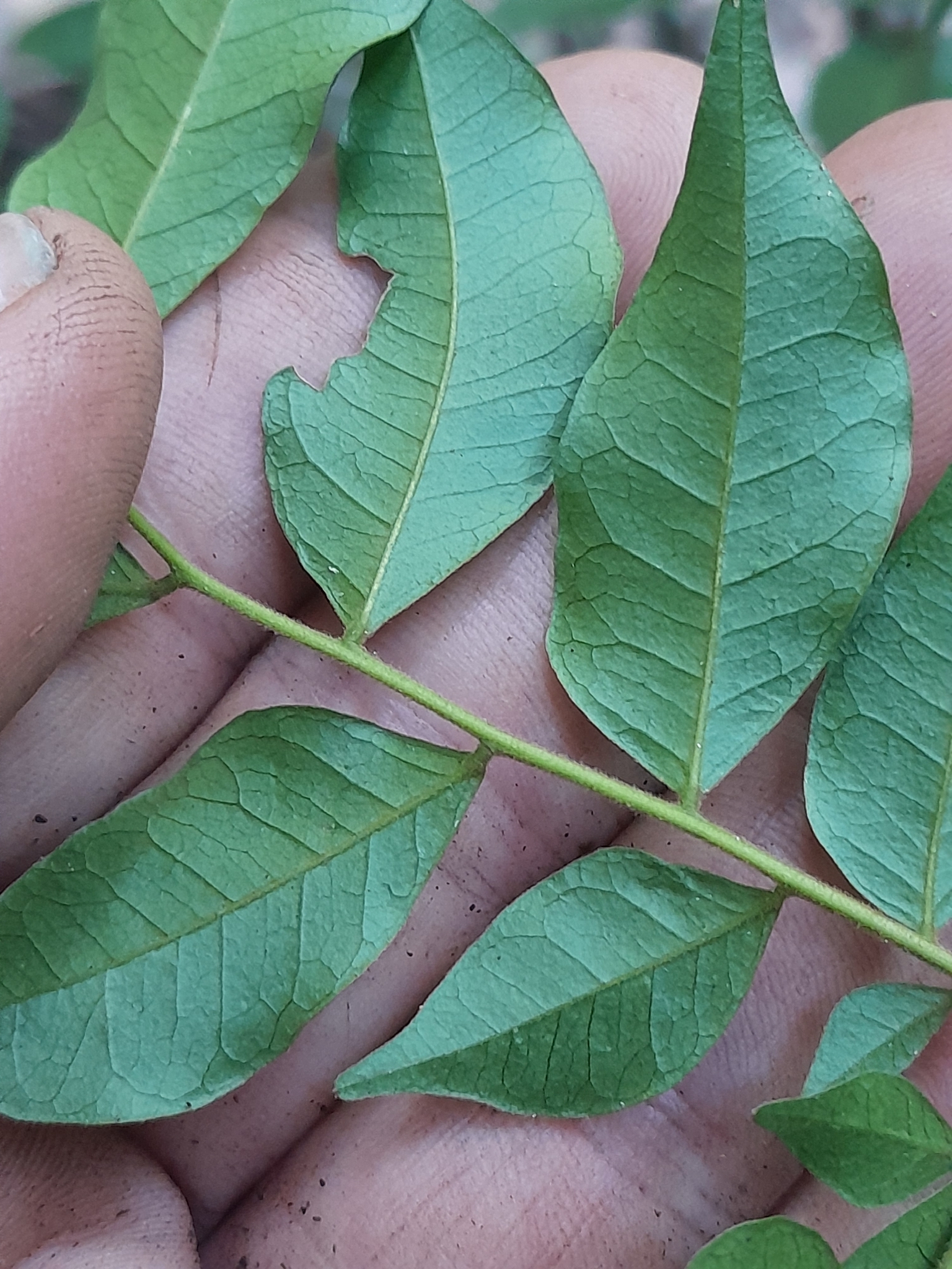 Imagem de Pararchidendron pruinosum