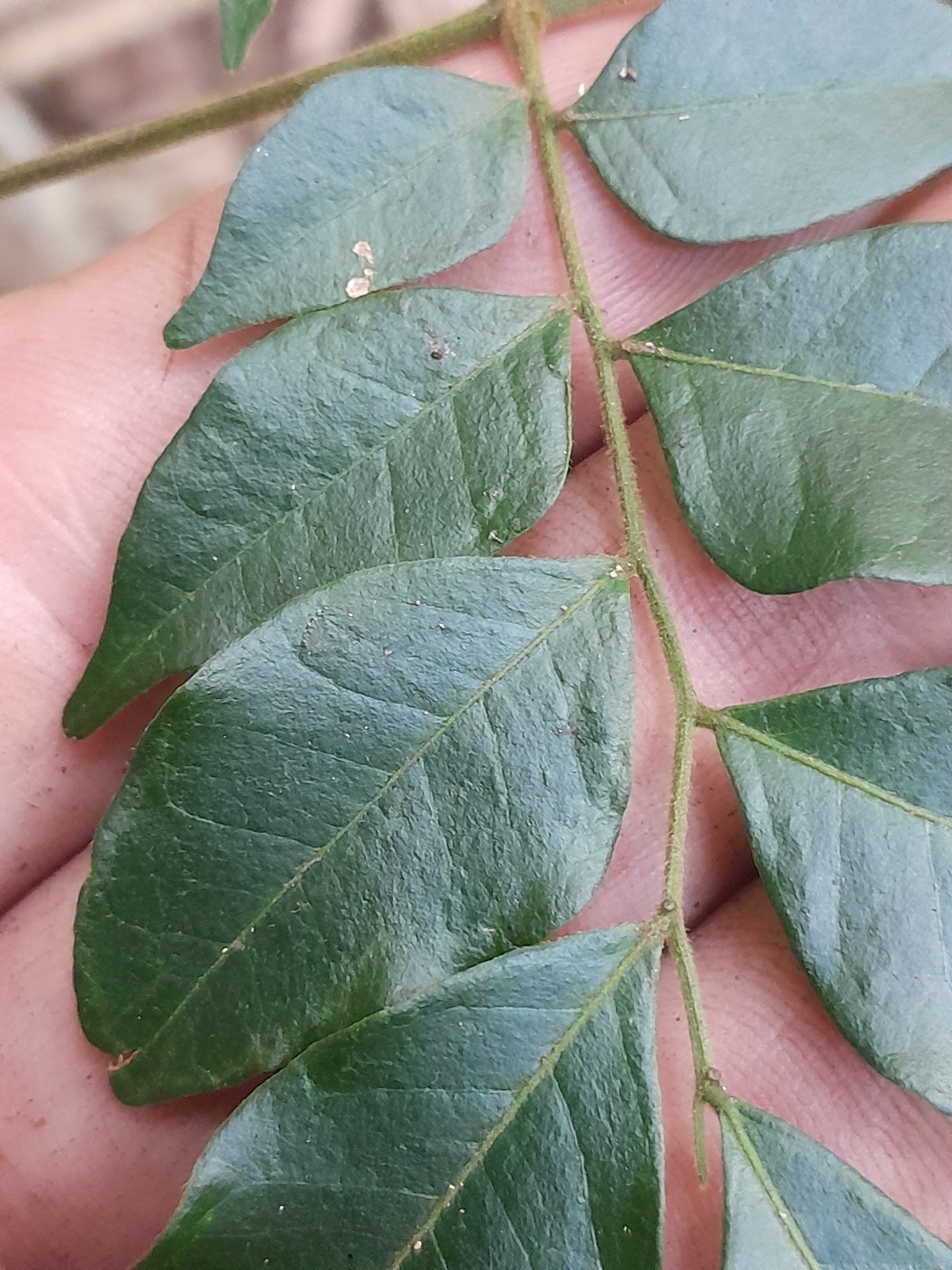 Imagem de Pararchidendron pruinosum