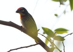 Psilopogon haemacephalus