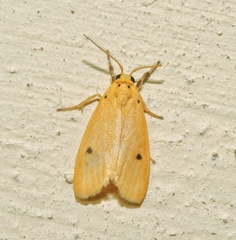 Miltochrista calamaria