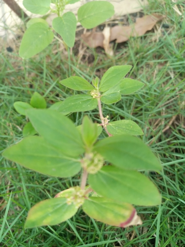 Euphorbia hirta image