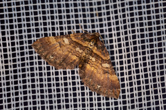 Earophila badiata