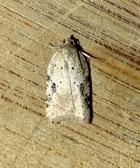 Acleris semiannula