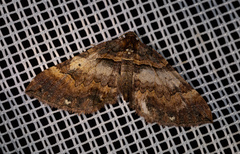 Earophila badiata