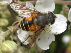 Eristalis bogotensis
