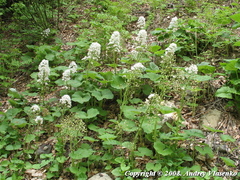 Petasites albus