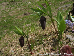 Fritillaria latifolia