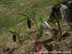 Fritillaria latifolia