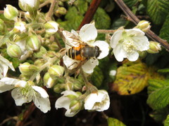 Eristalis bogotensis
