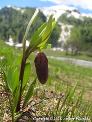 Fritillaria latifolia