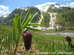 Fritillaria latifolia