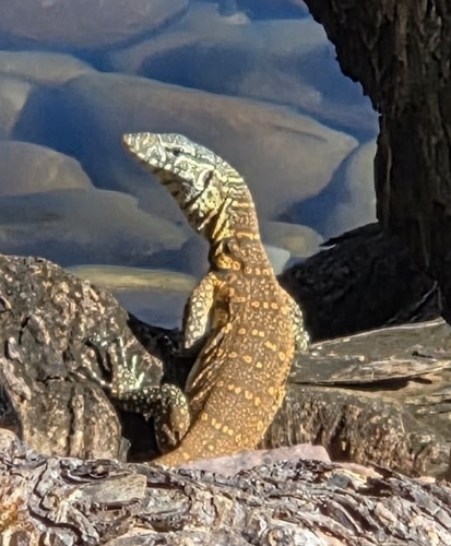 Nile Monitor