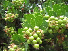 Arctostaphylos confertiflora