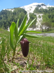 Fritillaria latifolia