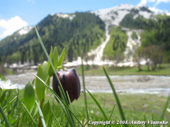 Fritillaria latifolia