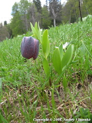 Fritillaria latifolia