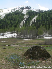 Scilla monanthos