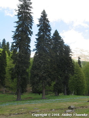 Scilla monanthos