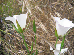Calochortus catalinae
