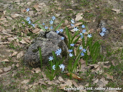 Scilla monanthos