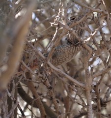 Trapelus flavimaculatus