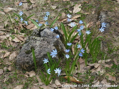 Scilla monanthos