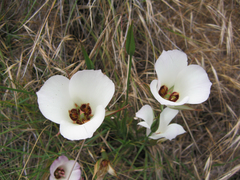 Calochortus catalinae