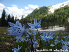 Scilla monanthos