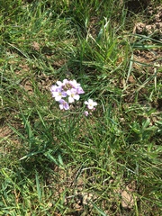 Cardamine pratensis
