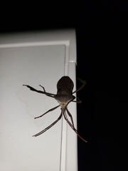 Acanthocephala declivis