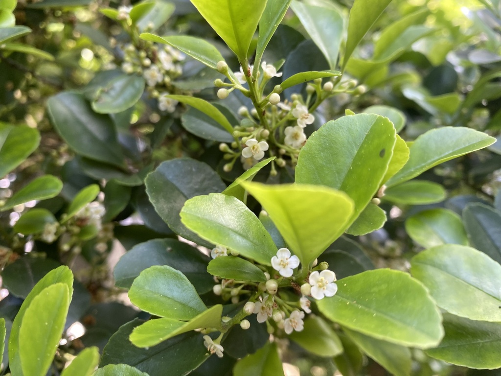 Ilex maximowicziana; photograph author not stated, no rights reserved