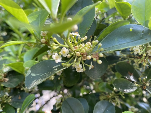 Ilex maximowicziana, photograph 6