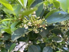 Ilex maximowicziana, photograph author not stated, no rights reserved
