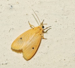 Miltochrista calamaria