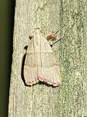 Basacallis tarachodes