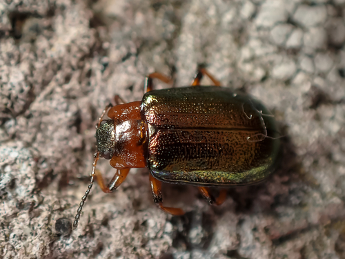 Gastrolina peltoidea