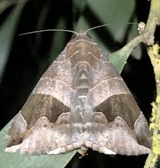 Bastilla solomonensis