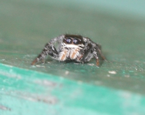 Salticidae