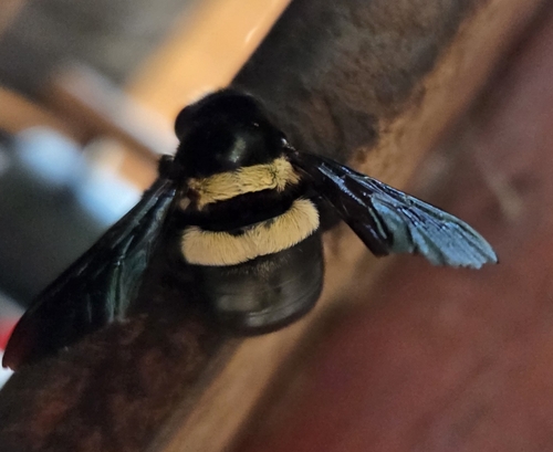 Double-banded Carpenter Bee