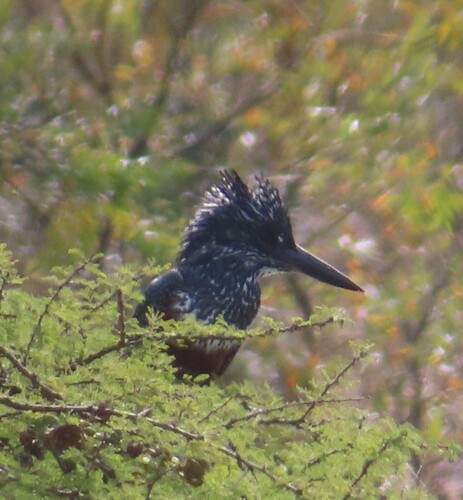 iNaturalist: (c) lenemph, some rights reserved (CC BY-NC) iNaturalist image