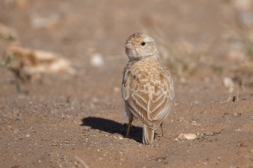 Dunn's Lark (Eremalauda dunni), photo 2