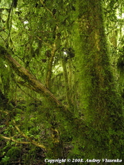 Buxus colchica