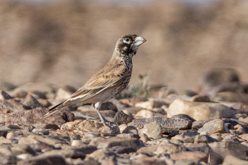 Thick-billed Lark (Ramphocoris clotbey), photo 3