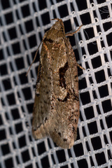 Semioscopis steinkellneriana