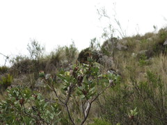 Oreocallis grandiflora