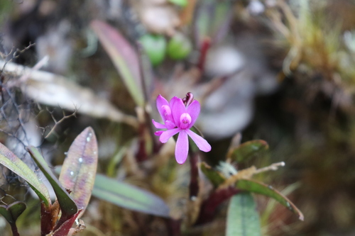 Epidendrum becerrae Hágsater & E.Santiago 3