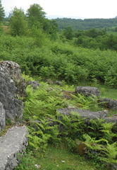 Athyrium distentifolium