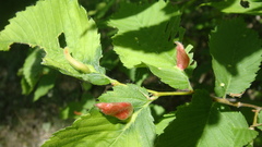 Tetraneura