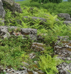 Athyrium distentifolium